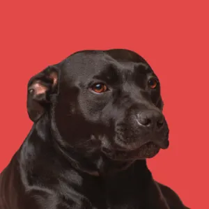 tegar