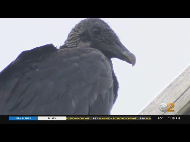 Staten Island residents concerned about black vultures in neighborhood