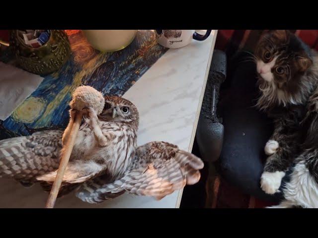 Don't have little owls at home! The reverse side of sweetness. Owls are not gentle! Dangerous pets