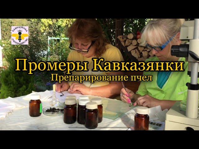 Промеры Аибгинской Кавказянки. Препарирование пчел