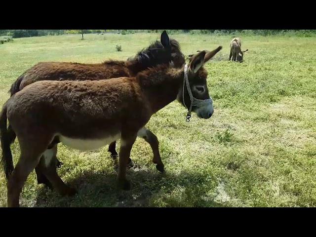 Перегон Лошадей на летнее пастбище