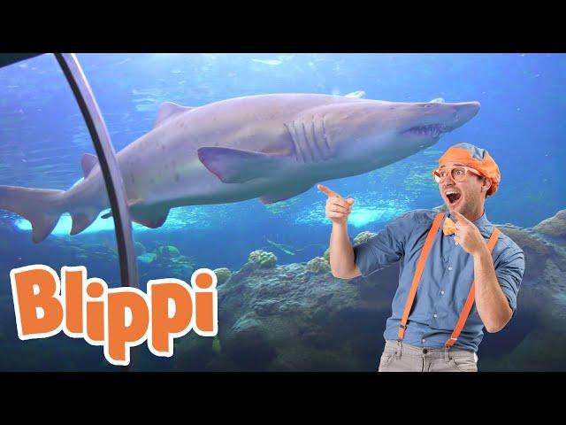 Blippi Visits an Aquarium (The Florida Aquarium) | 1 HOUR OF BLIPPI | Educational Videos For Kids