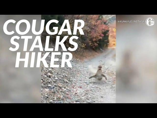 Viral video shows cougar stalking Utah hiker in terrifying 6-minute encounter