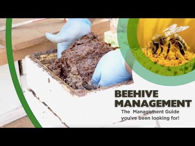 Boost Your Honey Harvest! Expert Hive Management 101 