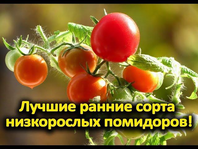 Лучшие ранние сорта низкорослых помидоров!