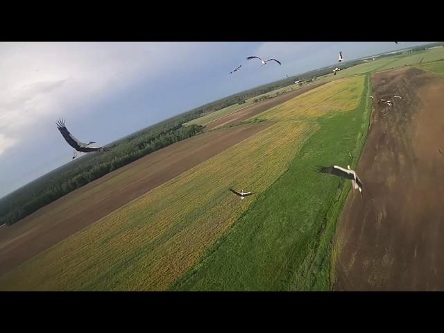 Полет стаи аистов / Палёт буслоў / Flight of storks (slow motion).