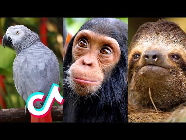 Crazy Animal Facts - TikTok Compilation Part 2