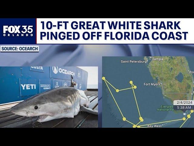 10-foot great white shark pinged off Florida coast near Brevard County