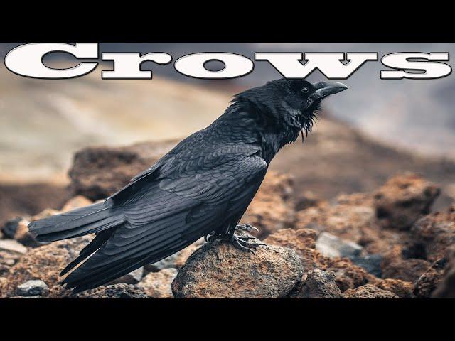 Videos for Cats to Watch Birds, Crows, and more.