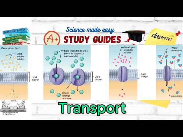 Membrane Transport: Passive, Active, Facilitated Transport, Osmosis