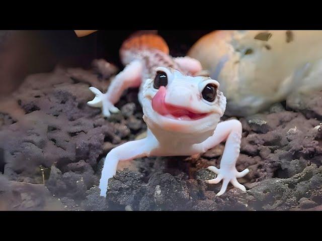 Leopard Gecko  The MOST Adorable Pet Reptile?