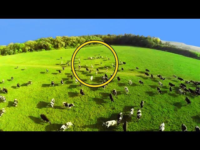 Farmers Drone Flew Over Herd Of Cows & Captured Horrible Detail, Looking Closer He Starts Crying