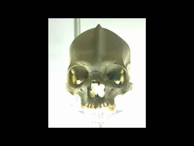 SCP-139 "Possible Skull of the White Div"