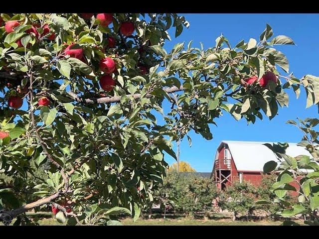 An impulsive decision to plant apple trees 30 years ago is now a family-owned business