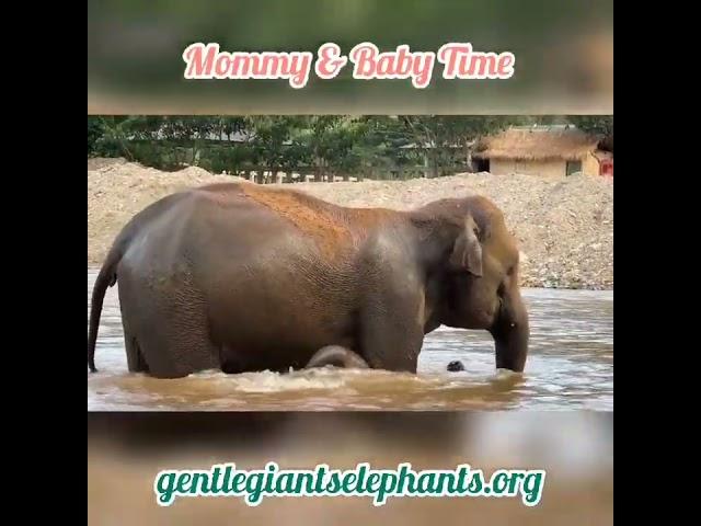 Baby Elephant Rescued    Thank you GG Family 