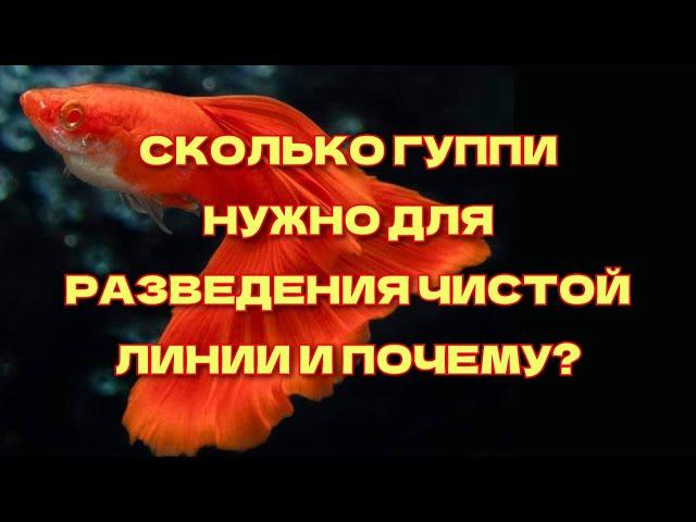 СКОЛЬКО ПАР ГУППИ НУЖНО ДЛЯ РАЗВЕДЕНИЯ ЧИСТОЙ ЛИНИИ И ПОЧЕМУ/HOW MANY GUPPIES DOES IT TAKE TO BREED?