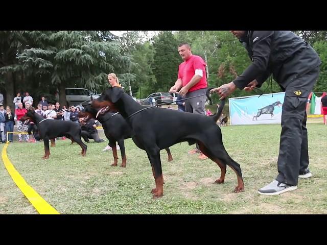 EUROPEAN DOBERMANN ALL STAR GRAND PRIX - SERBIA- INTERMEDIA BLACK MALE (15 - 24 mounths )