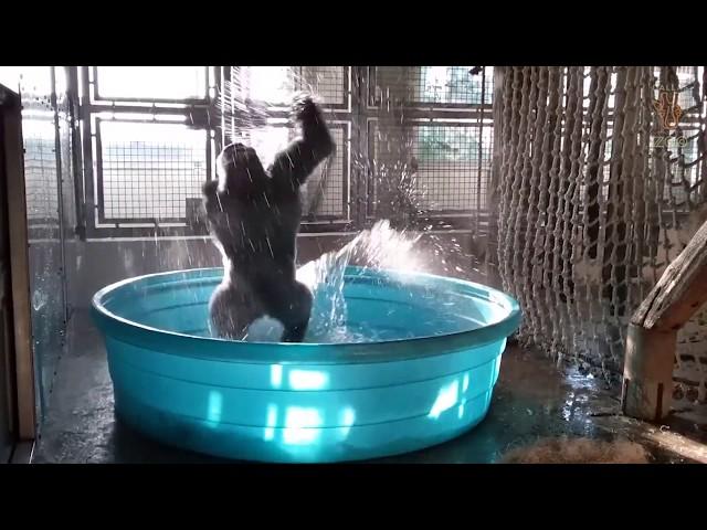 Breakdancing Gorilla Enjoys Pool Behind-the-Scenes