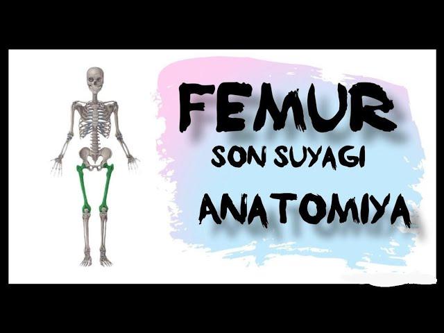 Son suyagi | Femur | Anatomiya