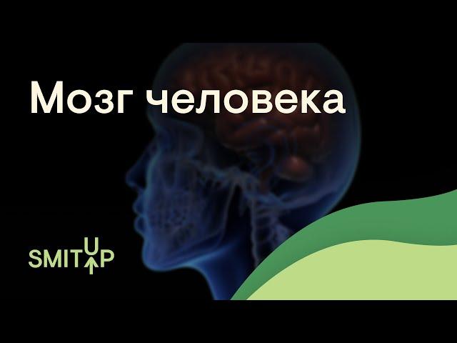 Мозг человека | Биология с Мишей Гис | ЕГЭ 2023 | SMITUP