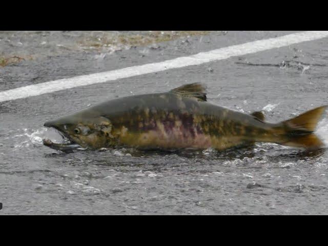 Salmon Crossing Skokomish Valley Road 11-12-24