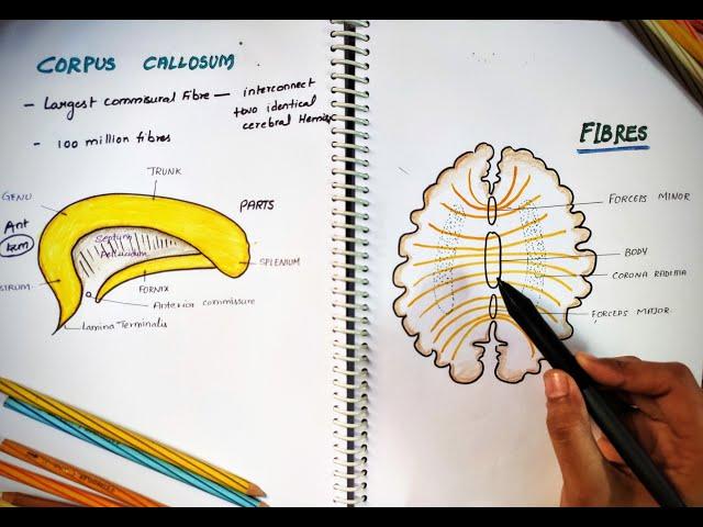 CORPUS CALLOSUM || Parts and Function ||  Largest Commissure || White Matter || Neuro Anatomy