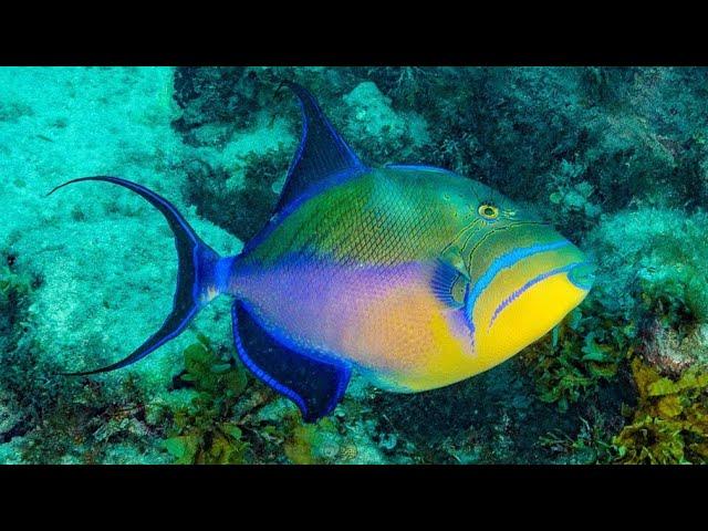 Facts: The Queen Triggerfish