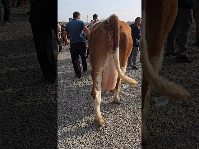 Simmental cow