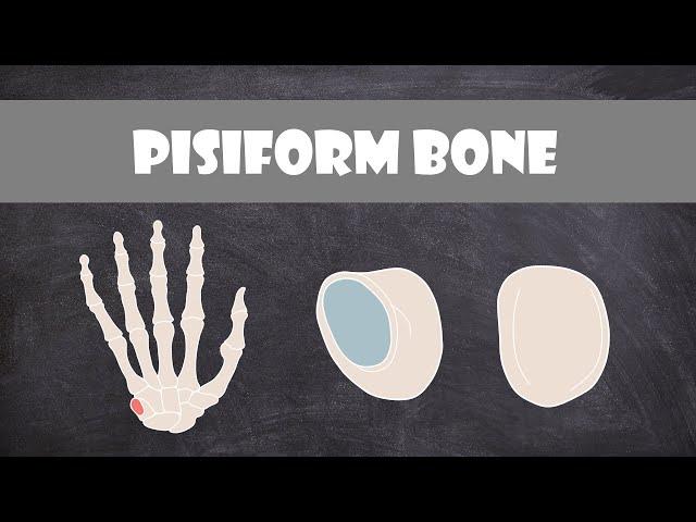 Pisiform Bone | Anatomy