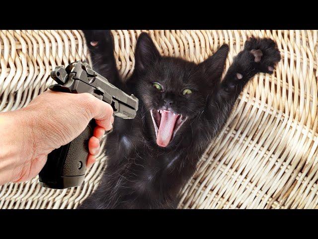 FUNNY CATS 2021 AND OTHER ANIMALS10 MINUTES OF LAUGHTER / FUNNY ANIMALS 2021  THE BEST CAT JOKES