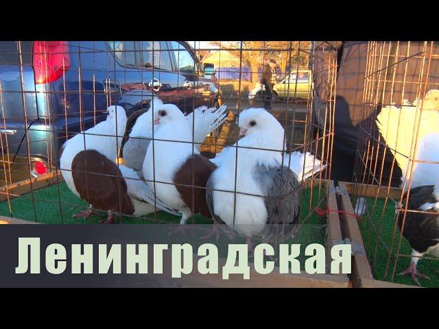 Птичий рынок. Ленинградская. [09.03.2025]