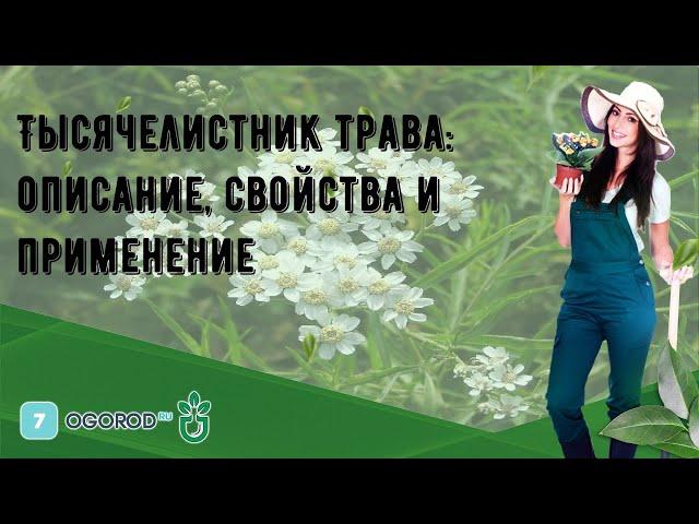 Тысячелистник трава: описание, свойства и применение