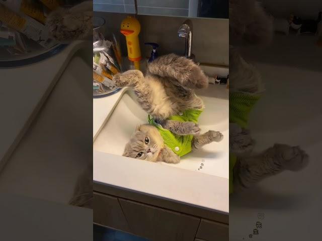 Ну искупайте меня, ну не кот а котище #коты #котики #котик #балони #баловник