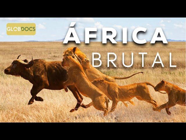 ÁFRICA DO SUL: A Última Fronteira Selvagem [Documentário Completo]