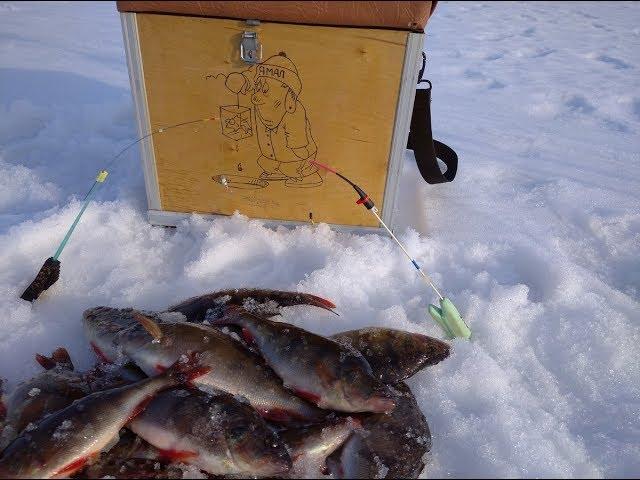 Клев северного окуня на безмотылку, блесну и классическую мормышку!!!