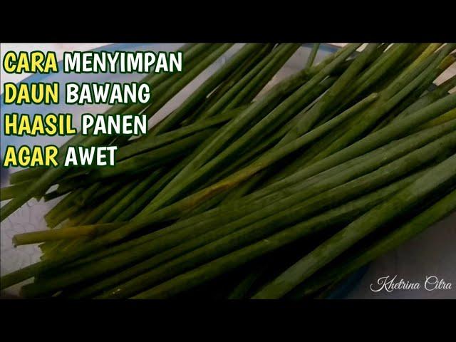 TIPS MENYIMPAN DAUN BAWANG AGAR KESEGARANNYA BERTAHAN LAMA