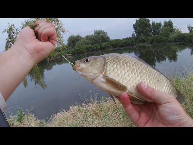 Рыбалка с ночевкой на карася карпа в дикой протоке. OnlyFishing