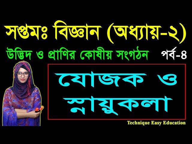 ৯. যোজক ও স্নায়ুকলা || উদ্ভিদ ও প্রাণির কোষীয় সংগঠন || Seven Science Chapter 2 (Part-4)