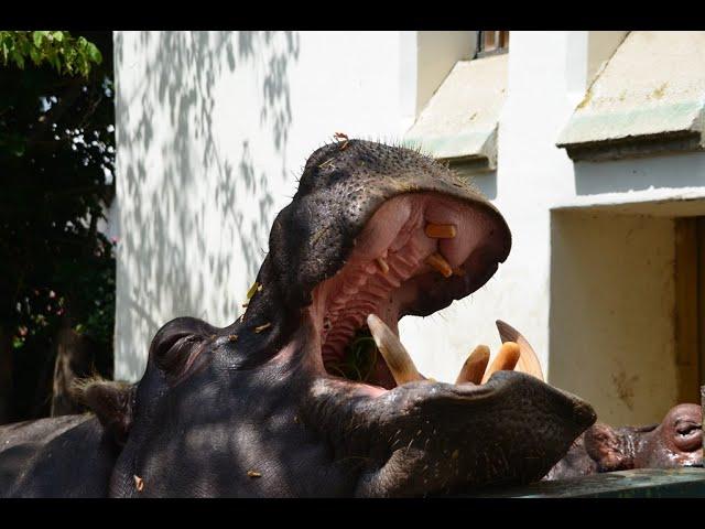 Будапешт Зоопарк  Budapest Zoo