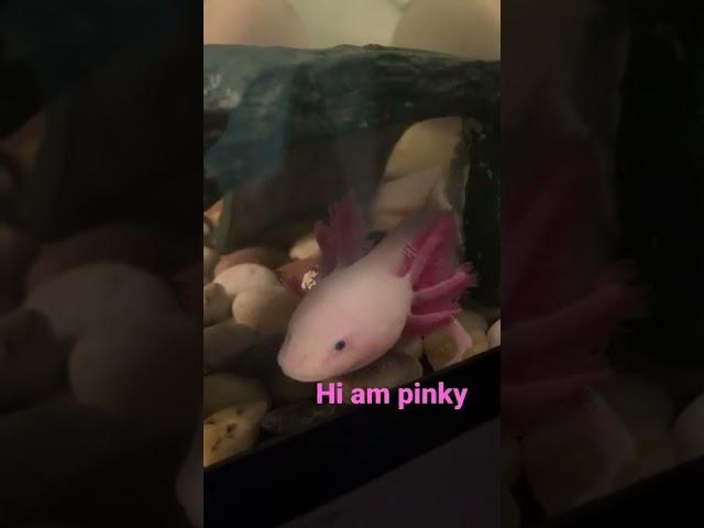 Meet my pet axolotl pinky