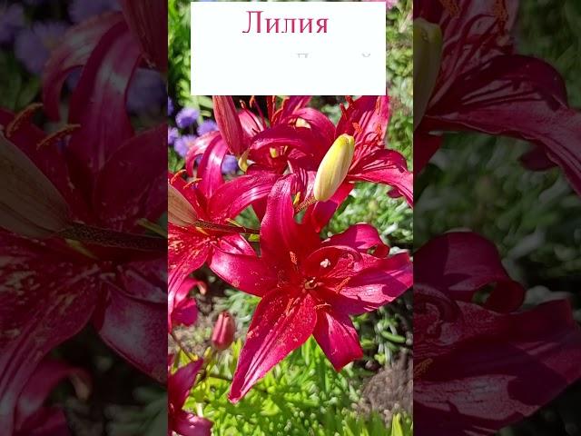 Лилия Азиатская  - Детройт (lilium asiatic Detroit). #flowerworld #цветы #flowers