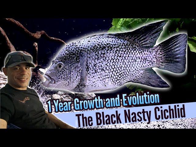 The Growth and Evolution of my Black Nasty Cichlid