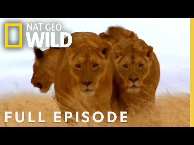 Pack Hunters (Full Episode) | World's Deadliest