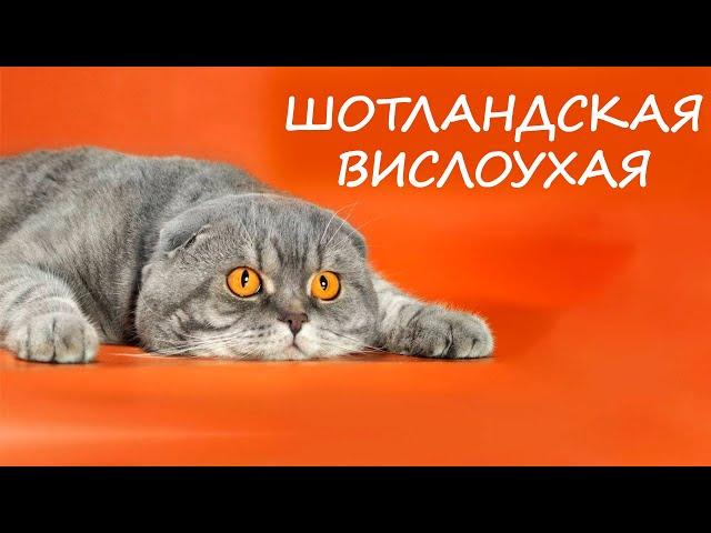 Шотландские Вислоухие Кошки  или Скоттиш Фолд  -  Самая популярная порода кошек!