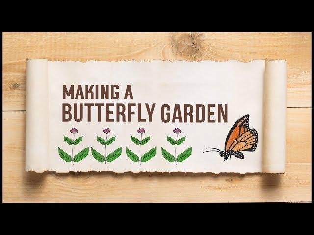 How to Create A Butterfly Garden