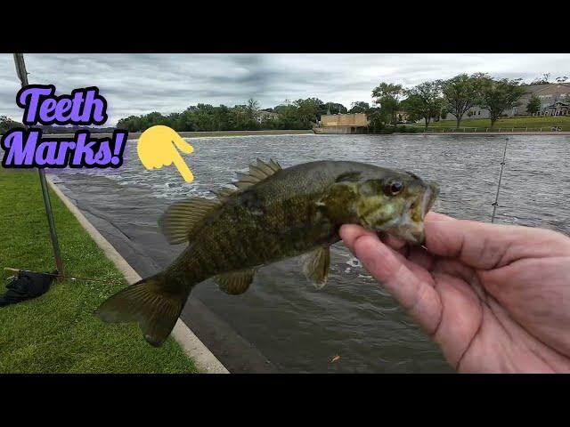 Fishing the Fox River for smallmouth Bass