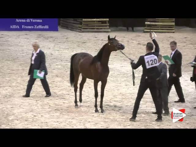 N 120 LUIGI   Verona 2015   Yearling Colts Class 2A