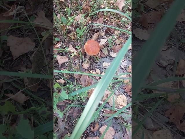 Подосиновики в лесу под Смоленском. #лес #mushroom #лето