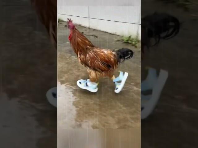 Чего у вас дождь то идёт?