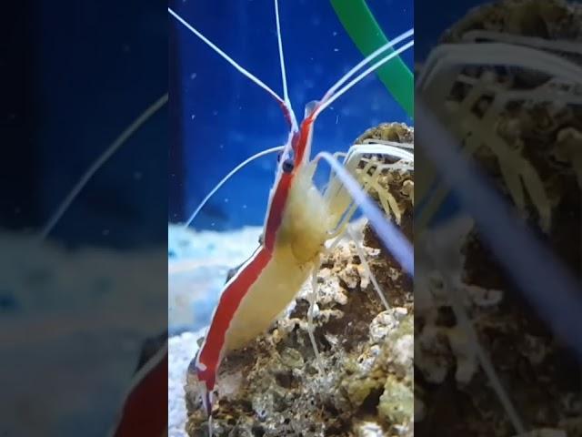 Pacific Cleaner Shrimp!  #shorts #shrimp #ocean #sealife #seaanimals #viral #explore